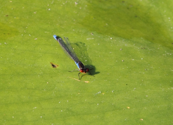 identificazione libellula delta Danubio